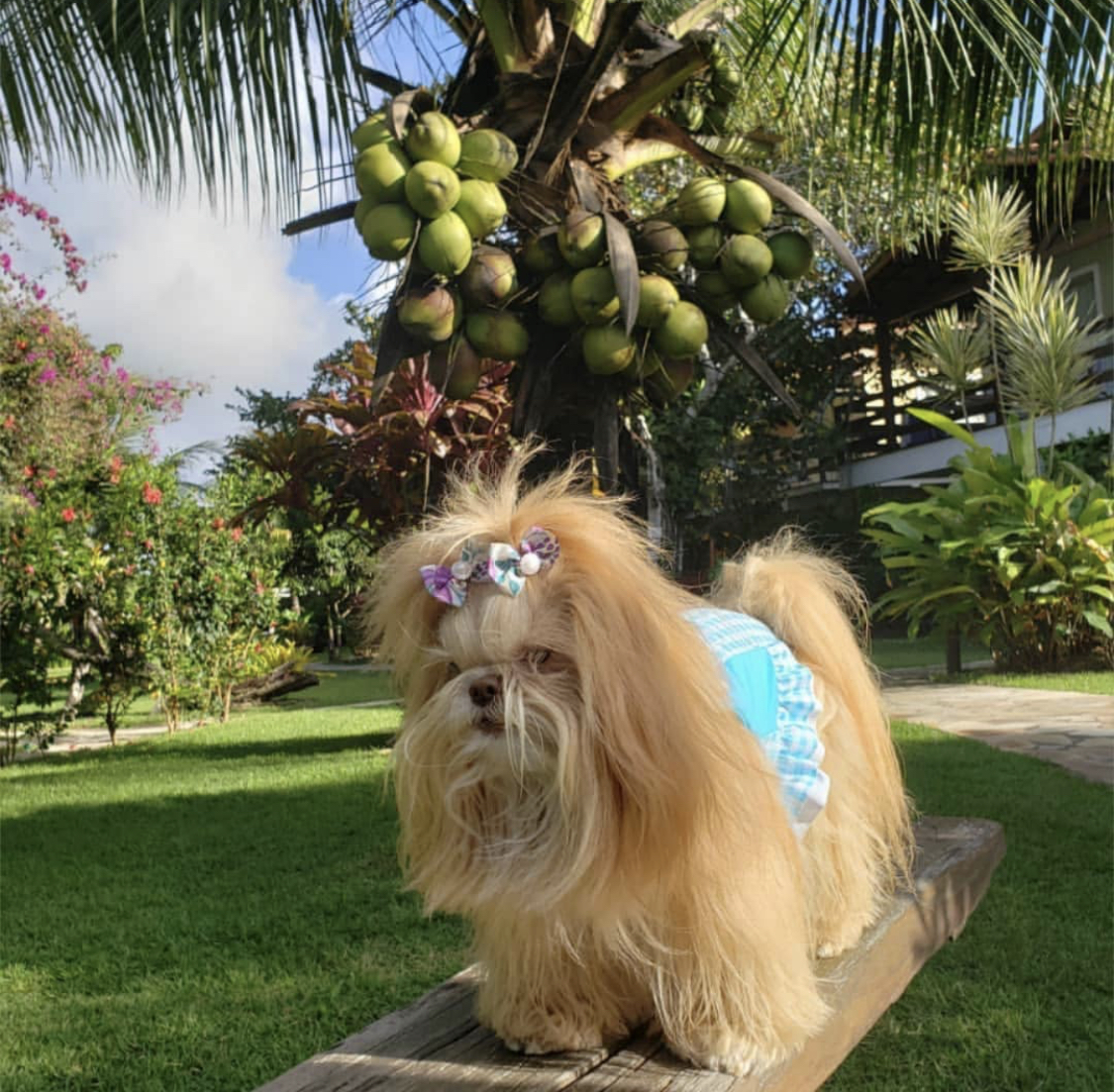 Cachorrinho de laço no jardim tropical do Village Mutá