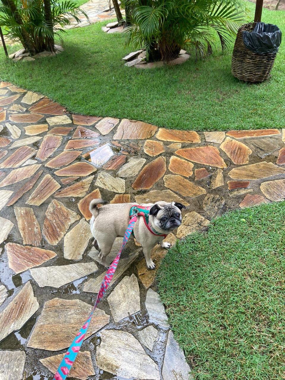 Pug passeando de guia pelas alamedas do Village Mutá