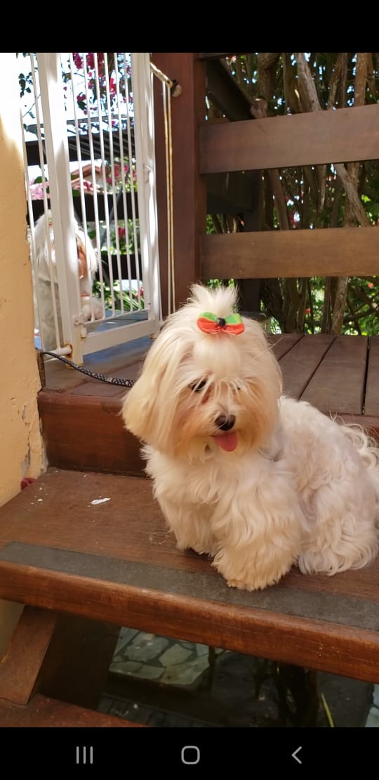 Cachorrinho branco na varanda de madeira de uma casa do Village